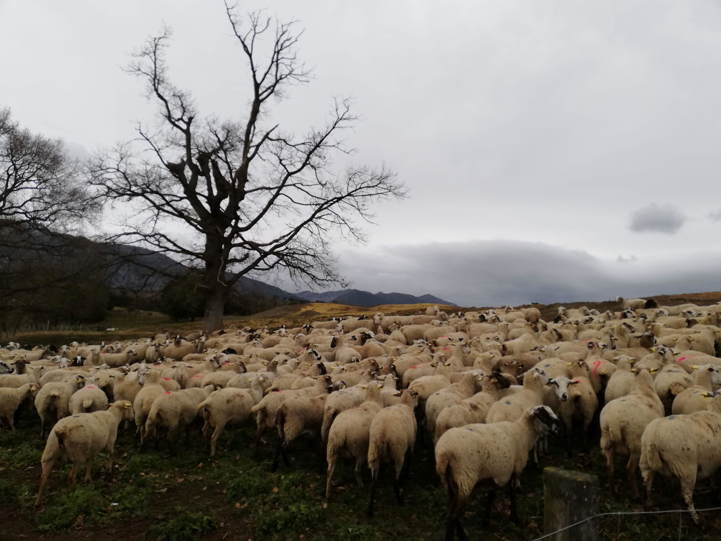 Repte 4: Sistema agroalimentari