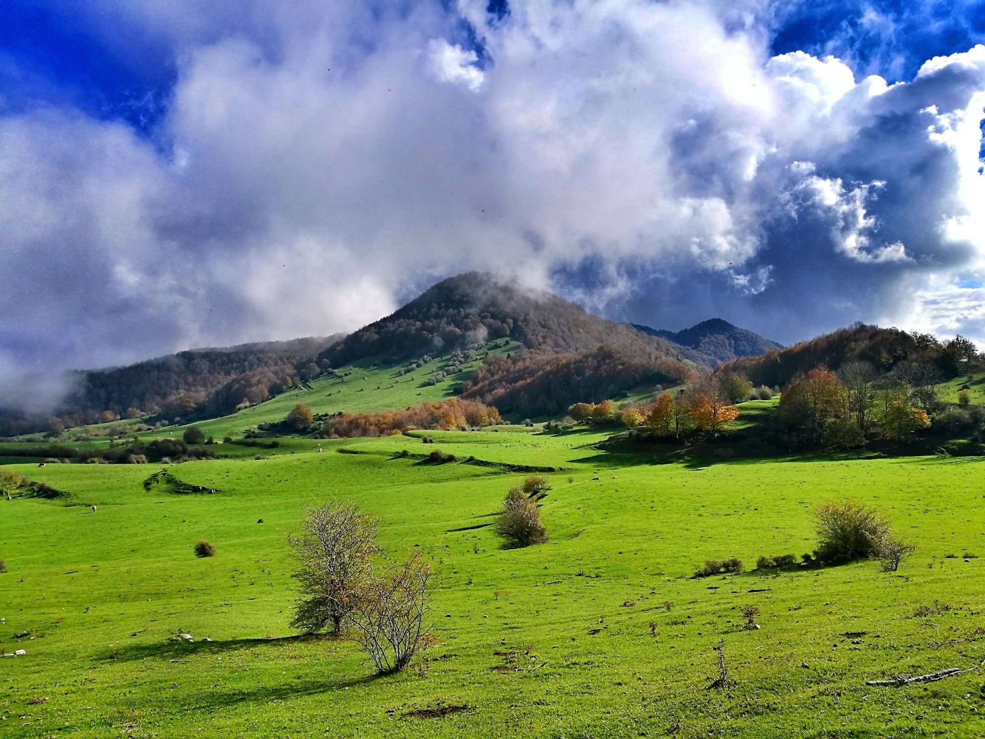 Imatge pels mitjans: Repte 5: Sistema forestal